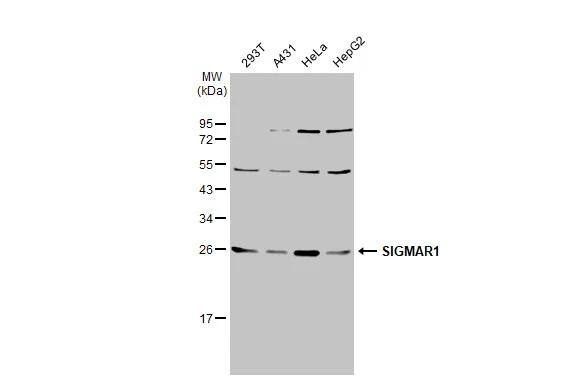 Sigma-1 R/OPRS1 Antibody - BSA Free