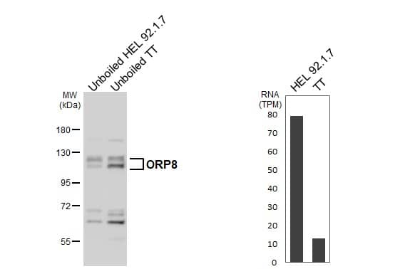 ORP8 Antibody - BSA Free