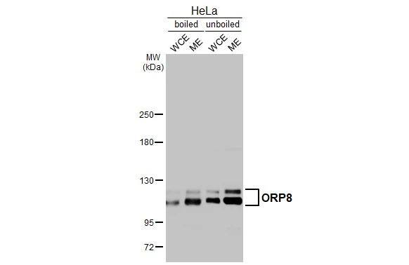 ORP8 Antibody - BSA Free