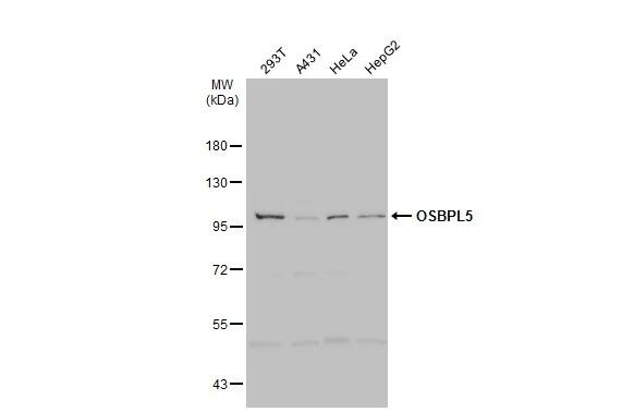 OSBPL5 Antibody