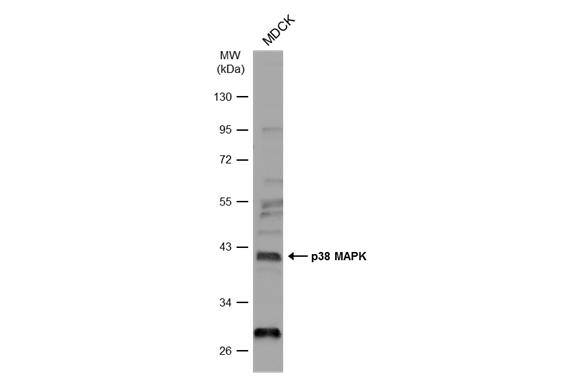 p38 alpha Antibody