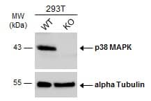 p38 alpha Antibody