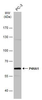 P4HA1 Antibody