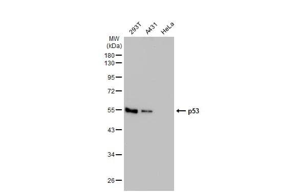 p53 Antibody - BSA Free