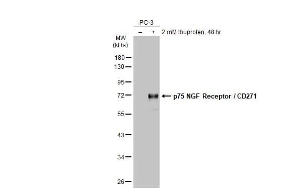 NGFR/TNFRSF16/p75NTR Antibody