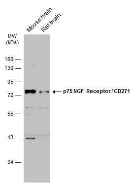 NGFR/TNFRSF16/p75NTR Antibody