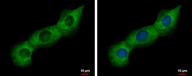 PABP Antibody - BSA Free