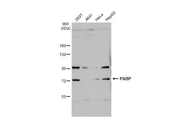 PABP Antibody - BSA Free