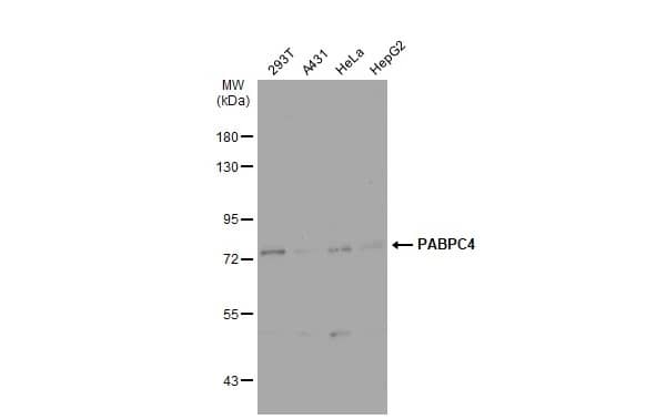 PABPC4 Antibody