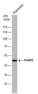 PABPC5 Antibody