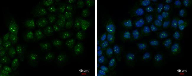 PAF49 Antibody - BSA Free