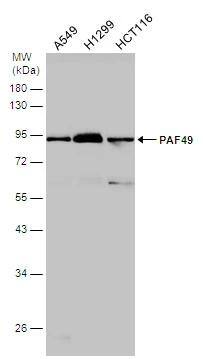 PAF49 Antibody - BSA Free