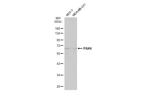 PAK4 Antibody