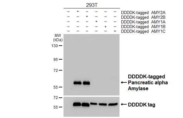 Pancreatic Amylase Beta Antibody - BSA Free