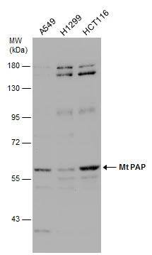 PAPD1 Antibody - BSA Free