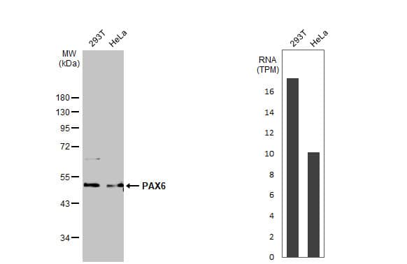 Pax6 Antibody