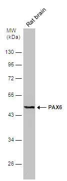 Pax6 Antibody - BSA Free