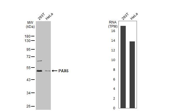Pax6 Antibody - BSA Free