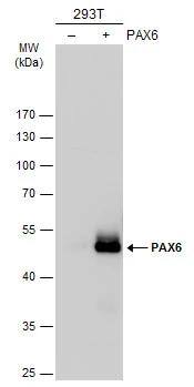 Pax6 Antibody - BSA Free