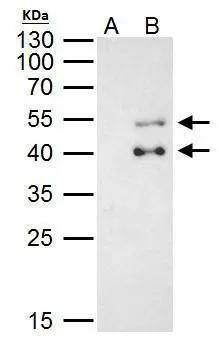 PBX1 Antibody - BSA Free