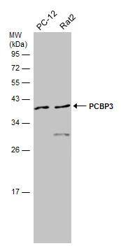 PCBP3 Antibody
