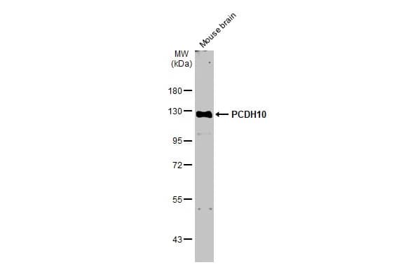 Protocadherin-10 Antibody