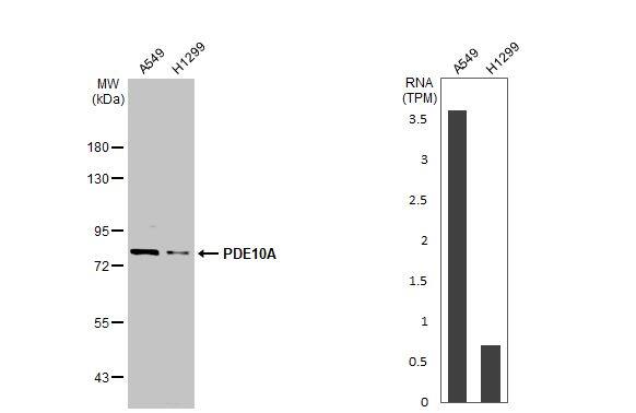 PDE10A Antibody - BSA Free