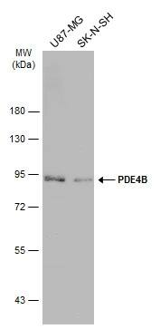 PDE4B Antibody