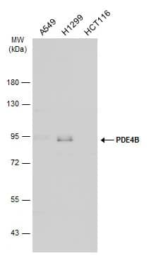PDE4B Antibody