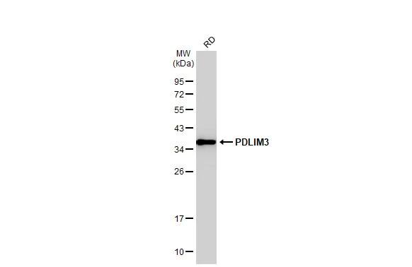 PDLIM3 Antibody