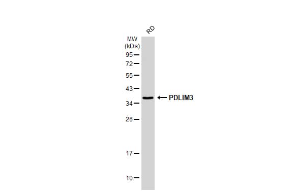 PDLIM3 Antibody