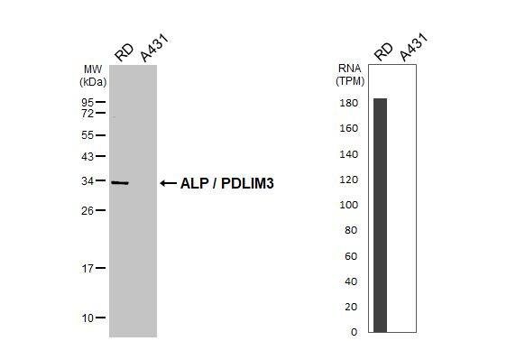 PDLIM3 Antibody - BSA Free