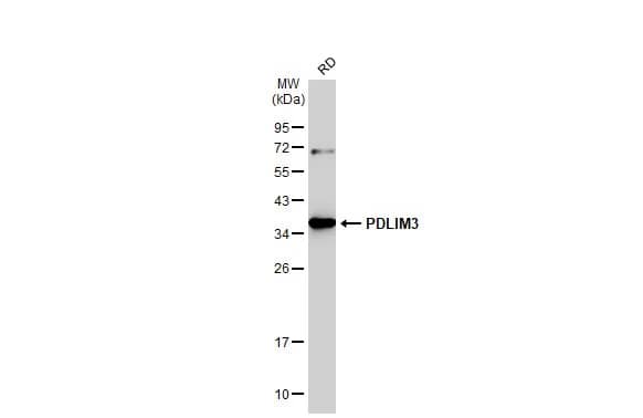 PDLIM3 Antibody