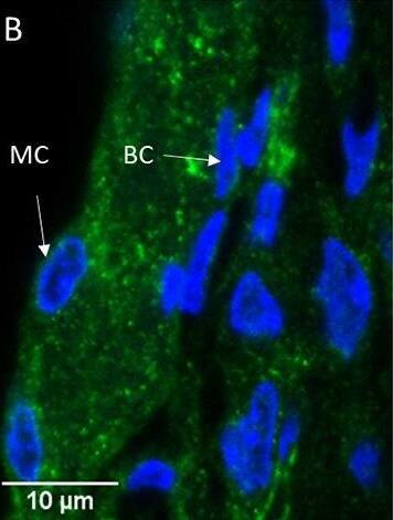 Serpin F1/PEDF Antibody - BSA Free
