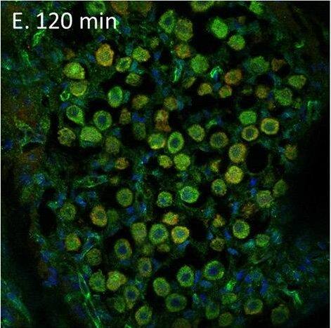 Serpin F1/PEDF Antibody - BSA Free