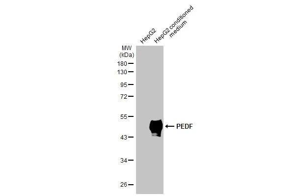 Serpin F1/PEDF Antibody - BSA Free