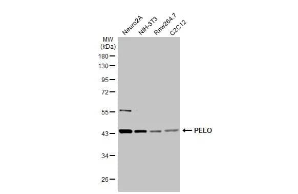 PELO Antibody