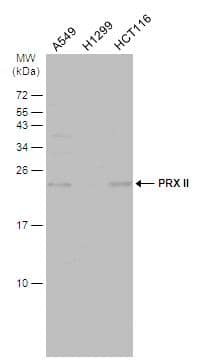 Peroxiredoxin 2 Antibody - BSA Free