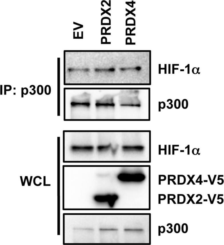 Peroxiredoxin 4 Antibody