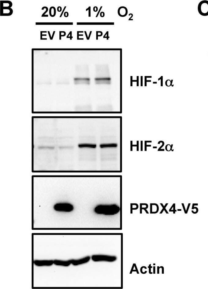 Peroxiredoxin 4 Antibody