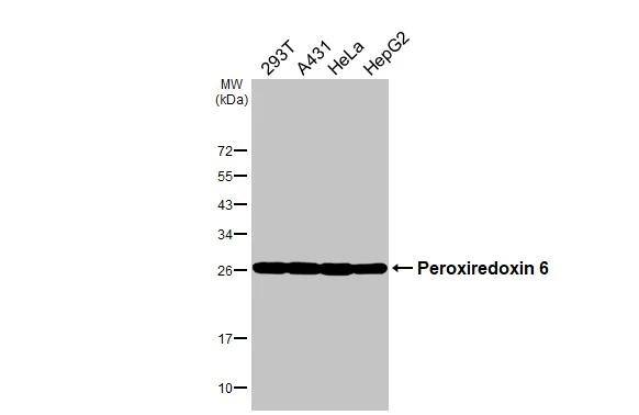 Peroxiredoxin 6 Antibody - BSA Free