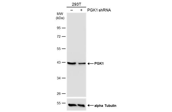 PGK1 Antibody