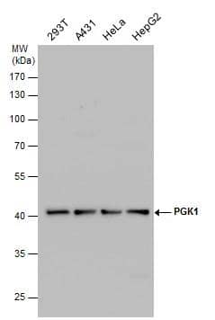 PGK1 Antibody - BSA Free