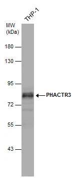 PHACTR3 Antibody - BSA Free
