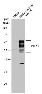 PHF10 Antibody