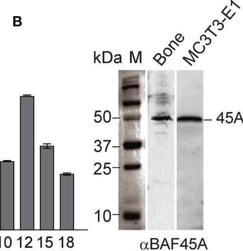 PHF10 Antibody - BSA Free