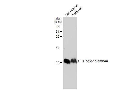 Phospholamban Antibody - BSA Free