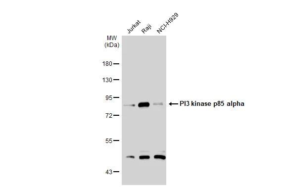 PI 3-Kinase p85 alpha Antibody