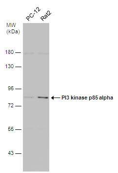 PI 3-Kinase p85 alpha Antibody - BSA Free