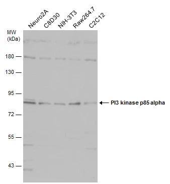PI 3-Kinase p85 alpha Antibody - BSA Free